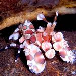 Harlequin Shrimp, Hymenocera picta