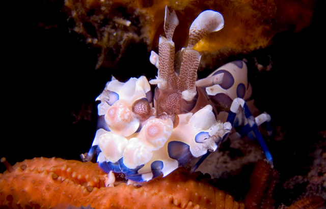 Harlequin Shrimp, Hymenocera picta