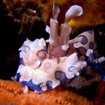 Harlequin Shrimp, Hymenocera picta