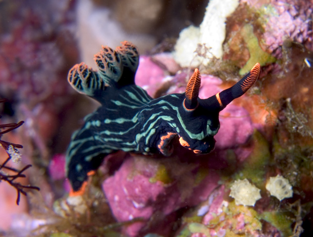 Nembrotha kubaryana nudibranch (striped form)