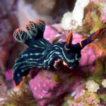 Nembrotha kubaryana nudibranch (striped form)