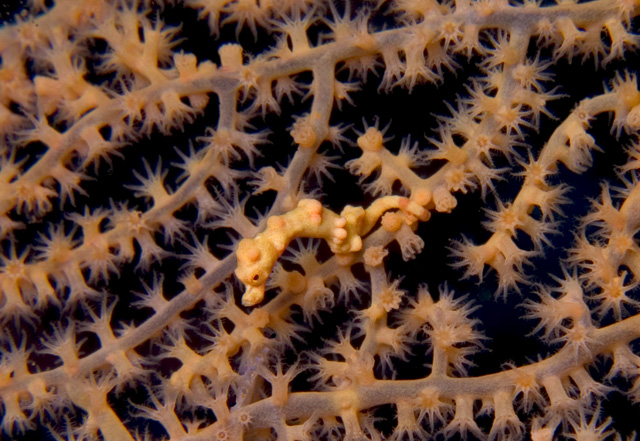 Pygmy Seahorse, Hippocampus denisei, yellow variation