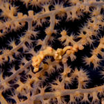 Pygmy Seahorse, Hippocampus denisei, yellow variation