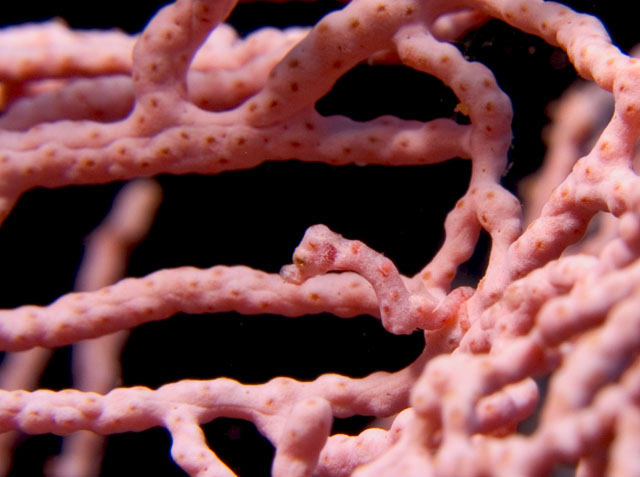 Pygmy Seahorse, Hippocampus denisei, pink variation