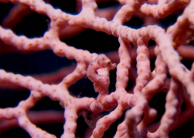 Pygmy Seahorse, Hippocampus denisei, pink variation