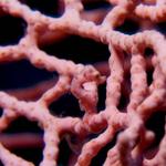 Pygmy Seahorse, Hippocampus denisei, pink variation