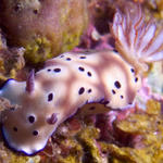 Risbecia tryoni nudibranch