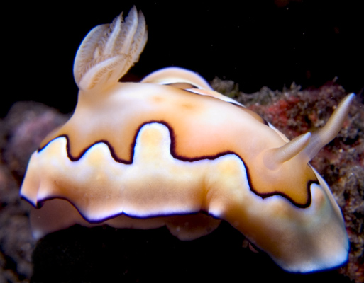 Chromodoris coi nudibranch