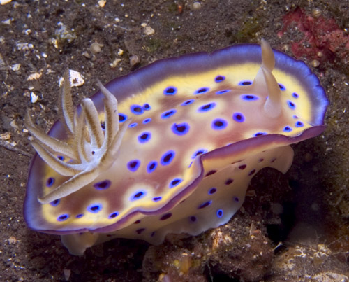 Chromodoris kunei nudibranch