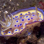 Chromodoris kunei nudibranch