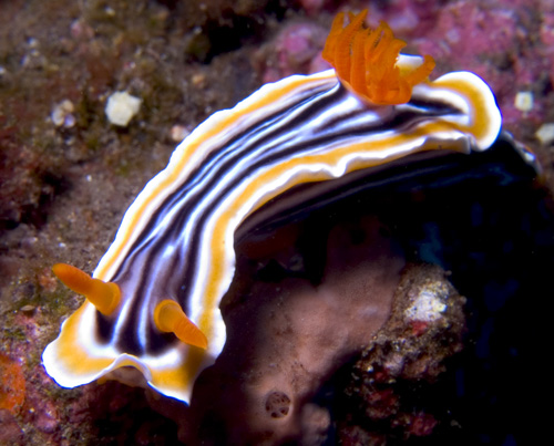 Chromodoris magnifica nudibranch