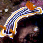 Chromodoris magnifica nudibranch