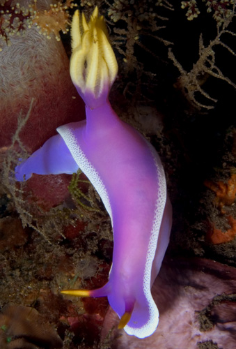 Chromodoris bullocki nudibranch