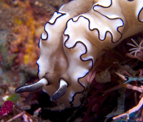Glossodoris atromarginata nudibranch