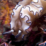 Glossodoris atromarginata nudibranch