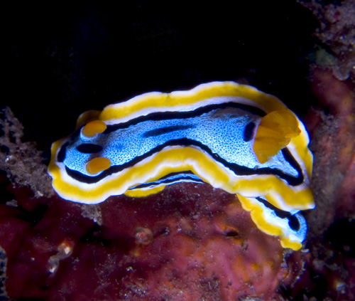 Chromodoris annae nudibranch