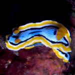 Chromodoris annae nudibranch