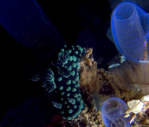 Nembrotha cristata nudibranch