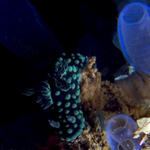 Nembrotha cristata nudibranch