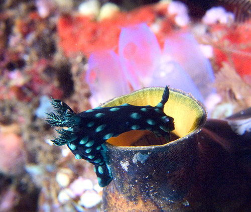 Nembrotha cristata nudibranch