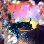 Nembrotha cristata nudibranch