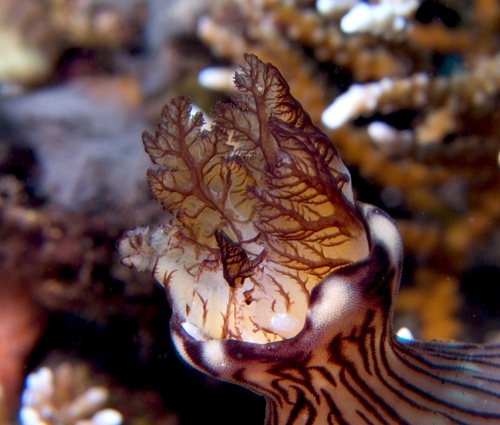 "lungs" of Nembrotha lineolata nudibranch