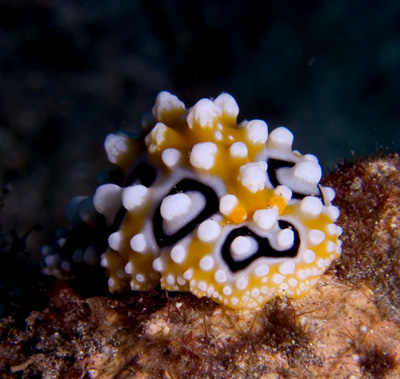 Phyllidia ocellata seaslug