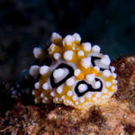 Phyllidia ocellata seaslug