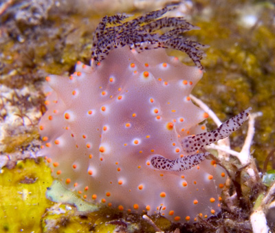 Halgerda carlsoni nudibranch