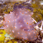 Halgerda carlsoni nudibranch