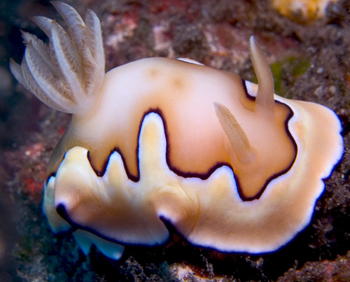 Chromodoris coi nudibranch