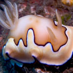 Chromodoris coi nudibranch