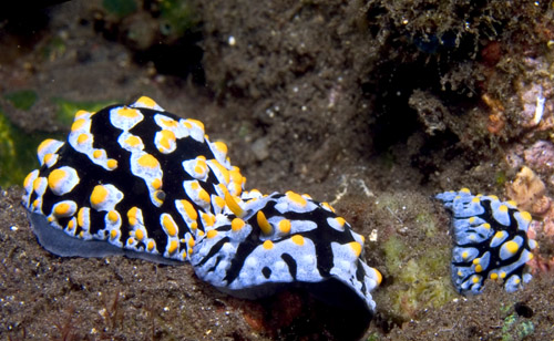 Phyllidia varicosa seaslug