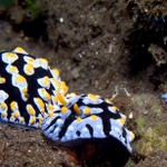 Phyllidia varicosa seaslug