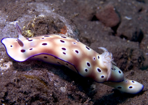 Risbecia tryoni nudibranch