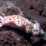 Risbecia tryoni nudibranch