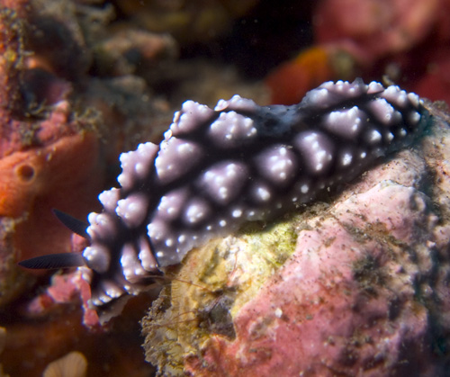 Chromodoris geometrica nudibranch