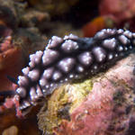 Chromodoris geometrica nudibranch