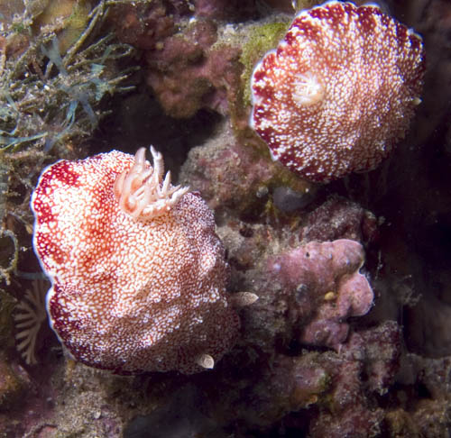 Pair of Chromodoris tinctoria nudibranchs