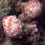 Pair of Chromodoris tinctoria nudibranchs