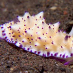 Mexichromis cf. multituberculata  (Bali color variant) nudibranch