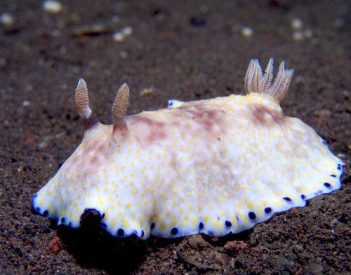 Chromodoris aureopurpurea nudibranch