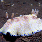 Chromodoris aureopurpurea nudibranch