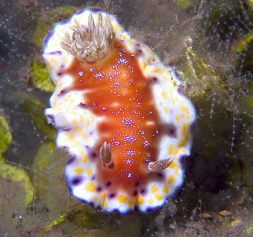 Chromodoris collingswoodi nudibranch