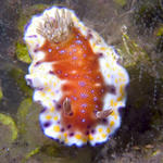 Chromodoris collingswoodi nudibranch