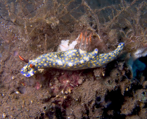 Hypselodoris infucata nudibranch