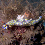 Hypselodoris infucata nudibranch