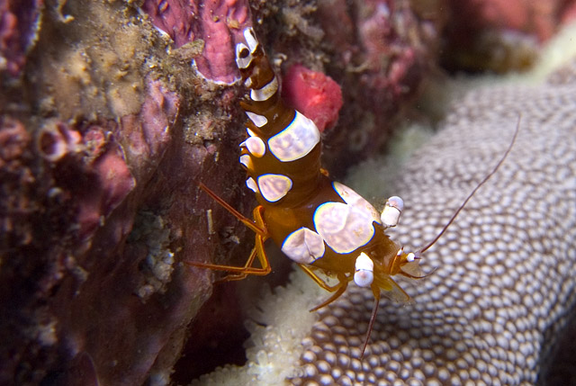 Anemone Shrimp, Thor amboinensis