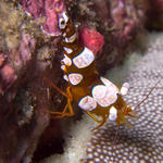 Anemone Shrimp, Thor amboinensis