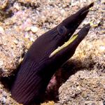 Juvenile Ribbon Eel (black)